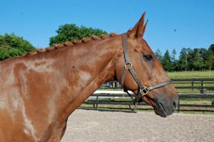 The big orange train that could 