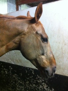 Another full clipped head. 