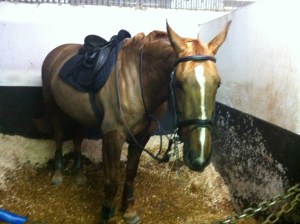 All clipped out. Photo by Lorna Keogh 