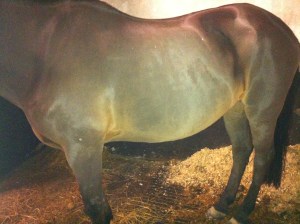 baby wiping post clip can help bring up a shine on the coat. Photo by Lorna Keogh 