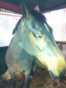 A fully clipped face. Photo by Lorna Keogh 