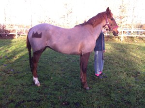 A crown design very appropriate for a pony named 'primadonna girl' :) Photo by Lorna Keogh 