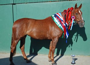 To the best horse there is 