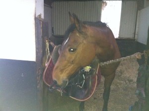 to the best horse there was 