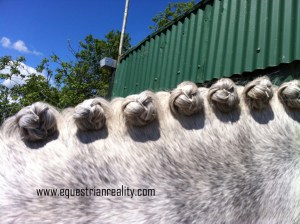It's all fun and games plaiting a big thick mane...until you have to remove them after!