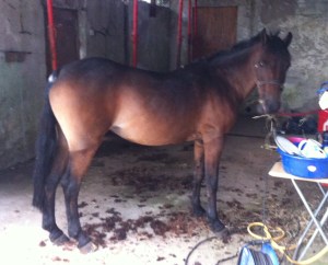 Fresh clipped Trendy Dancer showing off her clean shiny coat.   (*please note the pony is standing on a black hose in the pic not the black electrical cable! ;) )