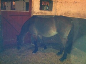 Trendy Dancer clipped out using the ErgoPro with Fine (1m) blades