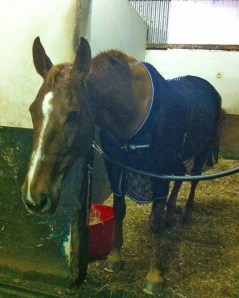 The big lady drying off after last weeks monsoon Thursday weather