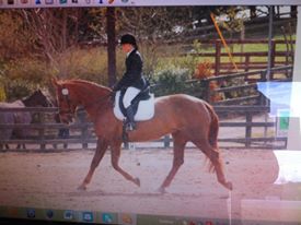 A day out at dressage Ireland 