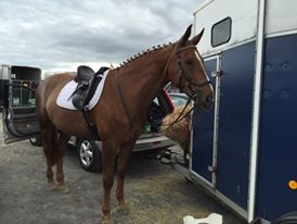 Changing physique from showing to dressage horse